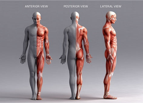 Understanding Your Muscles